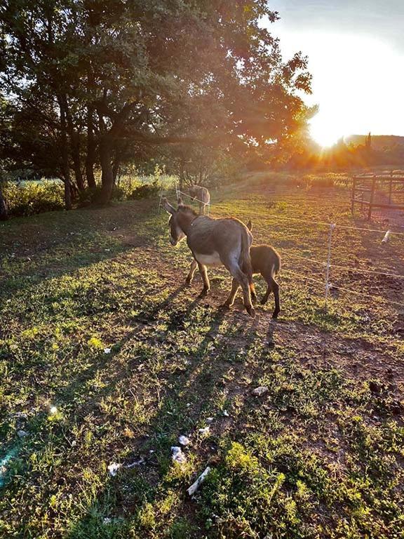 Вілла Centre Mediation Equine La Daouste Jouques Екстер'єр фото